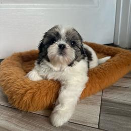 Primm - Tricolor female Shih Tzu puppy in California from Fairy Tails Shih Tzus CA