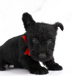 Silas - Black male Scottish Terrier puppy in Stevens, Pennsylvania from K&M Kennel