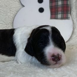 Girl 2 - Goldendoodle puppy in Almo, Kentucky from Elm Grove Doodles