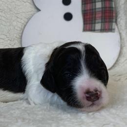 Girl 2 - Goldendoodle puppy in Almo, Kentucky from Elm Grove Doodles