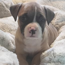 American Pit Bull Terrier puppies from Perrault Kennels