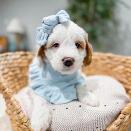 Bubblegum - Parti female Goldendoodle puppy in Sulphur, Louisiana from Curly Q’s Of Carlyss