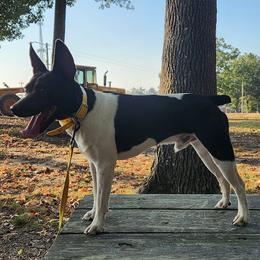 Seeker - Rat Terrier
