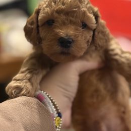 Hendrix - Red  male Poodle puppy in Port Huron, Michigan from Snay's Poodle Puppies
