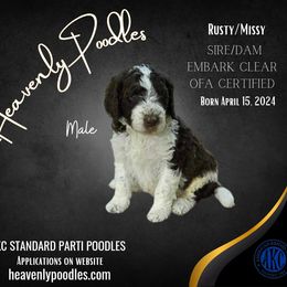 Poodle Puppies from Heavenly Poodles