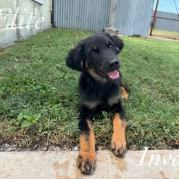Invader - Black male Miniature Australian Shepherd puppy in Corpus Christi, Texas from Elite Miniature Australian Shepherds