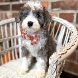 Friedrich - Merle male Bernedoodle puppy in Snohomish, Washington from Refined Doodles