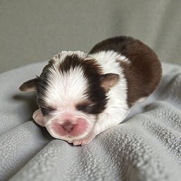 AKC-Milo - Liver and white male Shih Tzu puppy in Mooresville, North Carolina from Juji Shih Tzu