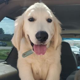 Aqua - Golden male Golden Retriever puppy in Madison, Alabama from The Golden Court