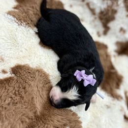 Purple collar with tail - Black tri female Miniature Australian Shepherd puppy in 32046, Florida from River Hill Ranch