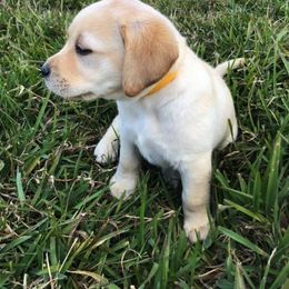 Labrador Retriever Puppies from BOI Gulf Coast Labradors