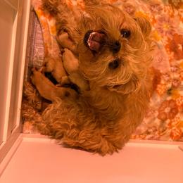 Girl 2 - Belge female Brussels Griffon puppy in Ogden, Utah from Shelly's Brussels Griffons