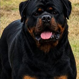 Hulk - Rottweiler