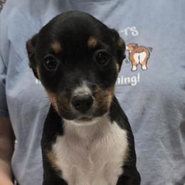 Bingo - Black tan and white male Rat Terrier puppy in Divide, Colorado from Outlaw Farm and Kennel