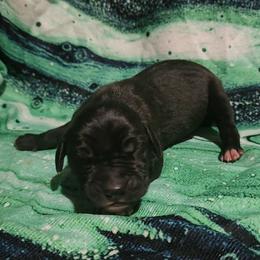 Ellie - Black female Great Dane puppy in Walker, Louisiana from La Rebel Danes