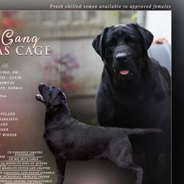 Nico - Labrador Retriever