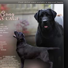 Nico - Labrador Retriever