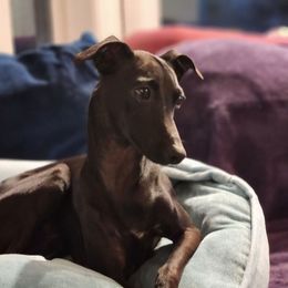 👑 Priya 👑 - Italian Greyhound