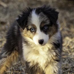 Paris - Blue merle female Miniature American Shepherd puppy in Franklinville, North Carolina from Fine Hill Miniature Americans