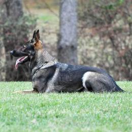 Mouse - German Shepherd
