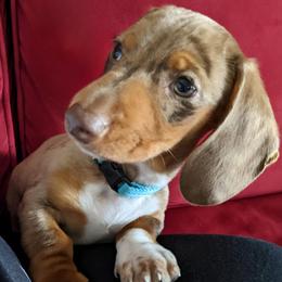 Dachshund Puppies from Goldie Girls Ranch Dachshunds