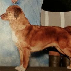 Chesapeake Bay Retrievers, Collies, and Nova Scotia Duck Tolling Retrievers from Dovecreek Chesapeake Bay retrievers