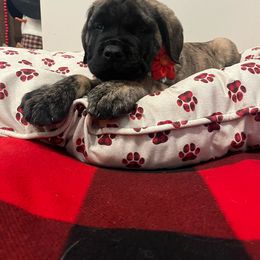 Girl 2 - Brindle Mastiff puppy in Buffalo, New York from Excelsior Mastiffs