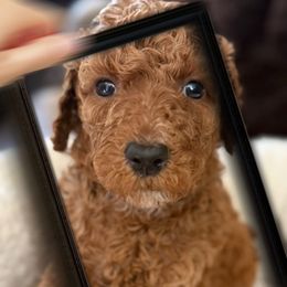 Coco - Red  male Poodle puppy in Greenwich, New York from MizzElle’s Standard Poodles