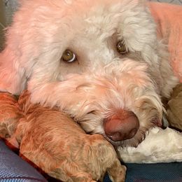 Goldendoodle and Labradoodle Puppies from Jessica Henry