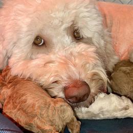 Goldendoodle and Labradoodle Puppies from Jessica Henry