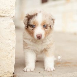 Bayou - Red merle male Australian Shepherd puppy in Campbell, Texas from RD Ranch