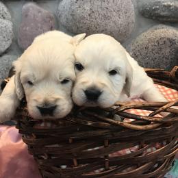 Golden Retriever Puppies from Ann Bonsell