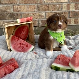 Australian Shepherd Puppies from Aussome Okie Aussies