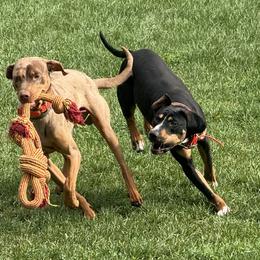 Catahoula Leopard Dogs from Compass Rose Catahoulas