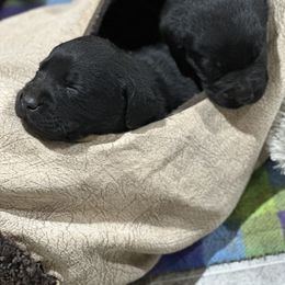 Labrador Retriever Puppies from Tag Hollow