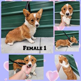 Puppy 1 - Black and tan female Pembroke Welsh Corgi puppy in Unicoi, Tennessee from Unaka Mountain Corgis