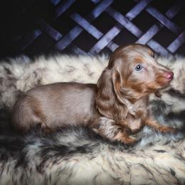 Dachshund Puppies from Dachsy