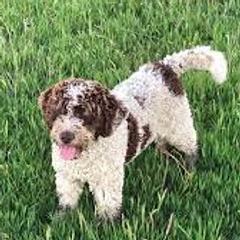 Willy - Spanish Water Dog