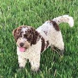 Willy - Spanish Water Dog
