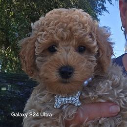 Sophie - Cream female Maltipoo puppy in Nokomis, Florida from Sunset Farm Florida
