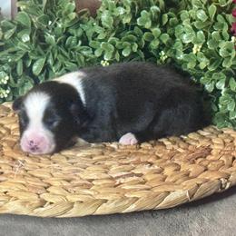 Ringo (Starr) - Black tri male Miniature Australian Shepherd puppy in California from Eagle River Aussies
