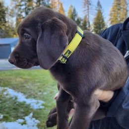 Labrador Retrievers from Yellow Rose Labradors