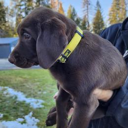 Labrador Retrievers from Yellow Rose Labradors