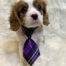 Cavalier King Charles Spaniel Puppies from Heaven Sent Cavaliers