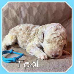 Teal - Cream female Poodle puppy in Mauston, Wisconsin from Quiverfull Acres