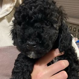 Cavapoo and Poodle Puppies from Happy Tails Poods and Doods
