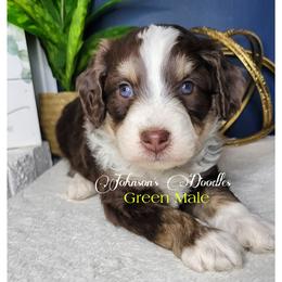 Aussiedoodle, Bernedoodle, and Goldendoodle Puppies from Johnson's Doodles