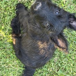 Scottish Terrier Puppies from Jason Kazmerski