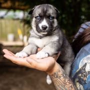 Puppy 7 - Black and white female Gerberian Shepsky puppy in Louisville, Kentucky from Arsen's Purebreds & Hybrids