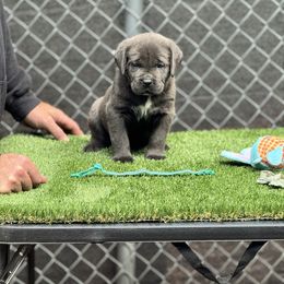 Turquoise - Gray brindle female Cane Corso puppy in Pollock Pines, California from Capitol City Cane Corso